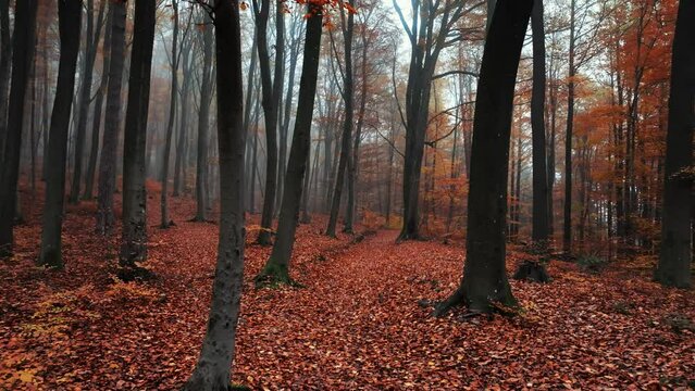 Beautiful footage through red autumn forest trees with red leaves in  Palatine Forest, Germany