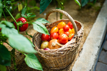 Fresh just harvested vegetables in a basket in a greenhouse. Growing own vegetables in a homestead. Gardening and lifestyle of self-sufficiency.