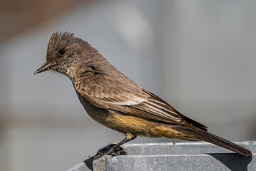 Perching Say's Phoebe (Sayornis saya)