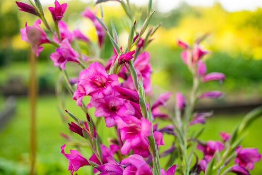 Colourful gladiolus or sword lily flowers blooming in the garden. Close-up of gladiolus flowers. Flowers blossoming in summer.