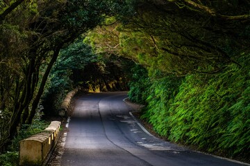 Scenery of road surrounded by green trees of Anaga rural park in Tenerife, Canary Islands, Spain
