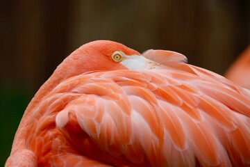 Flamingo Eye