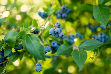 Organic blueberry berries ripening on bushes in an orchard.