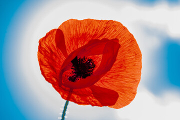 A red poppy flower in the sunlight