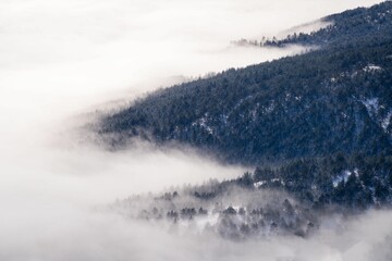 Tranquil winter scene of a forest blanketed by a layer of fog and snow