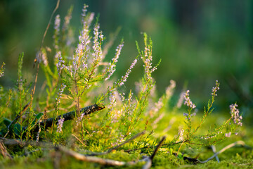 Detail of a flowering heather plant in Lithuanian landscape.