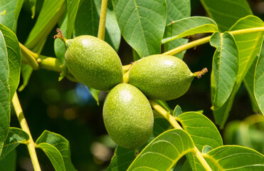 A close-up with green walnuts on the branch