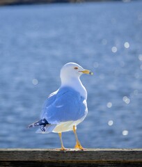 Close up of a Ring-billed gull with a blurred view of water in the background