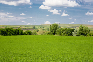 A field with an alfalfa crop
