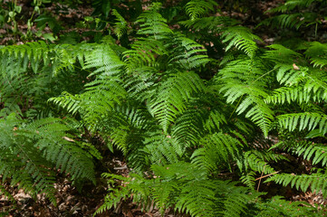 fern in the forest