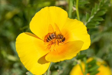 A close-up of a bee on an Eschscholzia californica flower