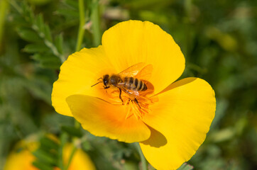 A close-up of a bee on an Eschscholzia californica flower