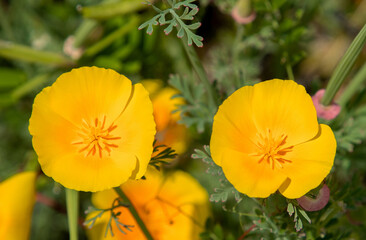 Fototapeta premium A close-up of Eschscholzia californica flowers