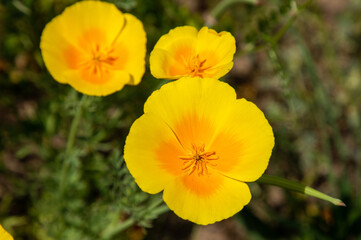 A close-up of Eschscholzia californica flowers