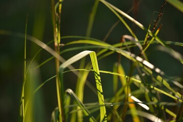 Macro shot of green grass shining under the sunlight on n isolated background