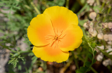 A close-up of an Eschscholzia californica flower