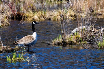 View of the single brown and white goose standing on the water.