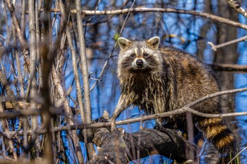 Closeup shot of a single Raccoon on a tree branch.