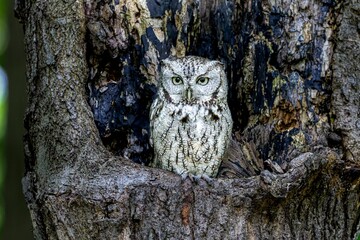 Closeup shot of a single owl on a tree.