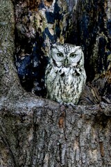 Closeup shot of a single owl on a tree.