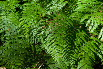 fern leaf background