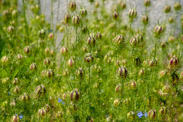 Many flower buds of Nigella sativa plants