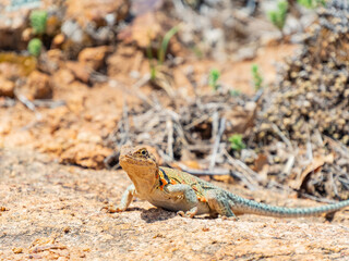 Close up shot of a Eastern collared lizard