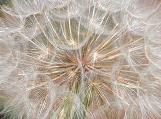 Fototapeta na wymiar a close-up of a dandelion flower with seeds