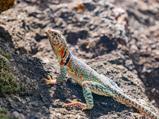 Close up shot of a Eastern collared lizard