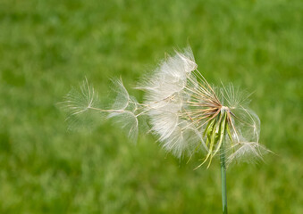 Obraz premium dandelion seeds carried by the wind