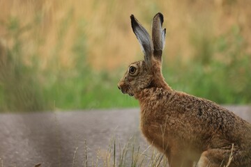 Cute brown hare in the green field