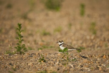 Selective focus of a plover bird