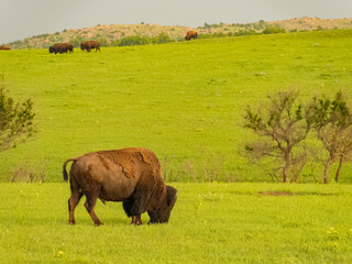 Close up shot of cute Bison in Wichita Mountains