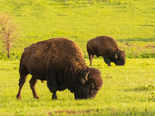 Close up shot of cute Bison in Wichita Mountains
