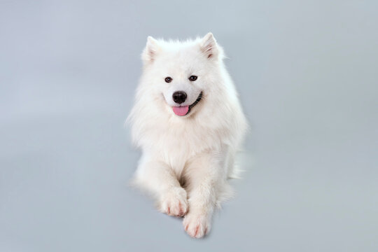 Samoyed dog on a gray background after the express molting procedure. Studio photo