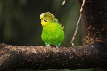 Close-up of budgerigar (Melopsittacus undulatus) parrot resting on the tree branches