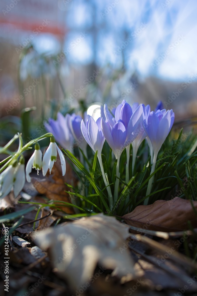 Wall mural Beautiful vertical view of Crocus flowers