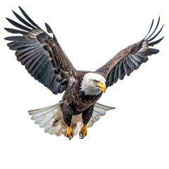 bald eagle isolated on white.