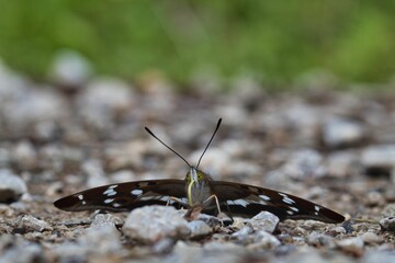 Apatura iris butterfly perching on rocks