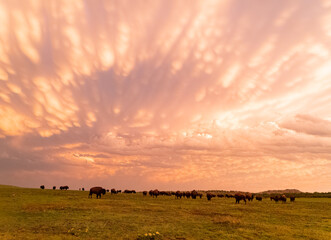 Sunset view of beautiful clouds and many bison walking in Wichita Mountains National Wildlife Refuge © Kit Leong