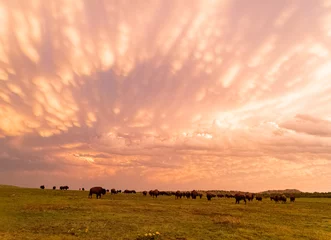 Zelfklevend Fotobehang Sunset view of beautiful clouds and many bison walking in Wichita Mountains National Wildlife Refuge © Kit Leong