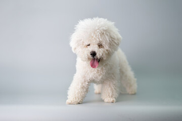 bichon frise before haircut in animal salon front view close-up