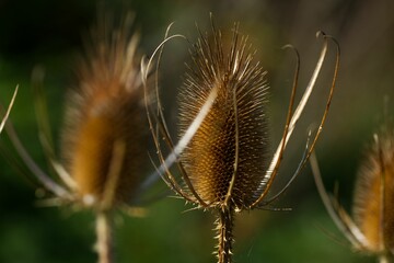Closeup of growing Thistle in blurred background