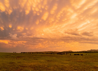 Sunset view of beautiful clouds and many bison walking in Wichita Mountains National Wildlife Refuge