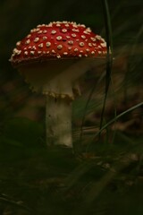 Closeup of growing fly agaric mushroom