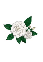 Jasmine flower