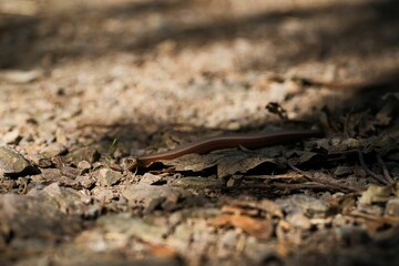 Snake on rocky ground