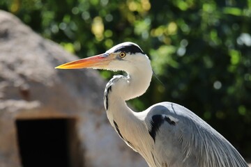 Selective focus shot of grey heron (Ardea cinerea)
