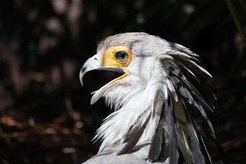 Closeup shot of secretary bird (Sagittarius serpentarius)