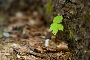 Close-up shot of young green leaves growing by a tree trunk